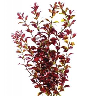 Tetra DecoArt Plantastics Red Ludwigia