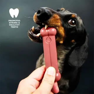 TOY/PUPPY TASTY BONE maitsekalt...
