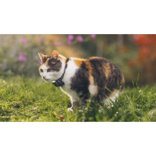 Tractive GPS CAT with collar dark blue