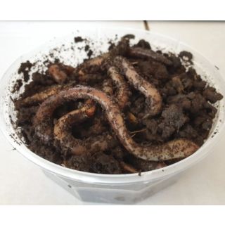 Vihmauss Ekagro Nigthcrowlers nr5