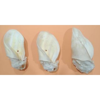 EX-POL Veisekõrvad (valged) 10tk pakis