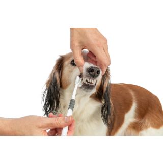 Kolmepealine hambahari koertele/kassidele, 18 cm