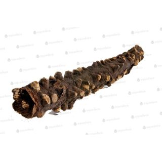 Terraarium kaunistus Silmad Puit 20-30cm