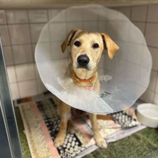 Genia Plastkrae GREENCOL (taaskasutatud plastikust)